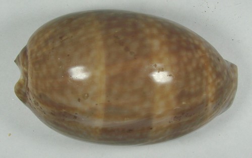 Cypraea cervus 75mm - cypraea, 87.75mm