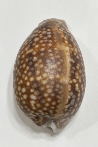 Rare 83mm atlantic deer cowrie - rare,