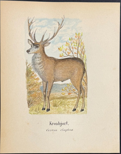 Red deer cervus elaphus - red, [cervus