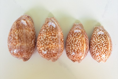 Lot cypraea cervus shells - 4,