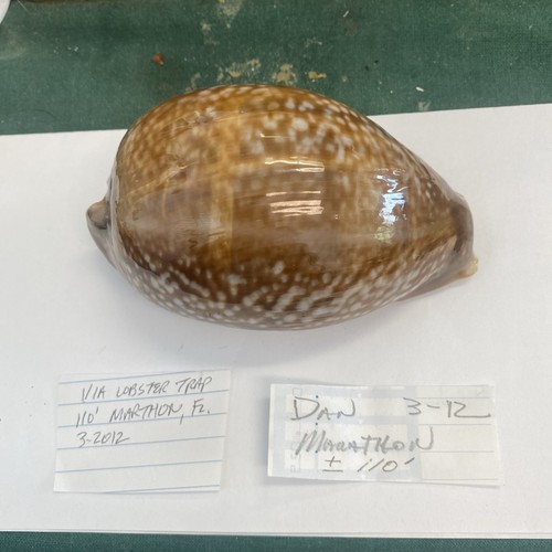 Large atlantic deer cowrie - deer,
