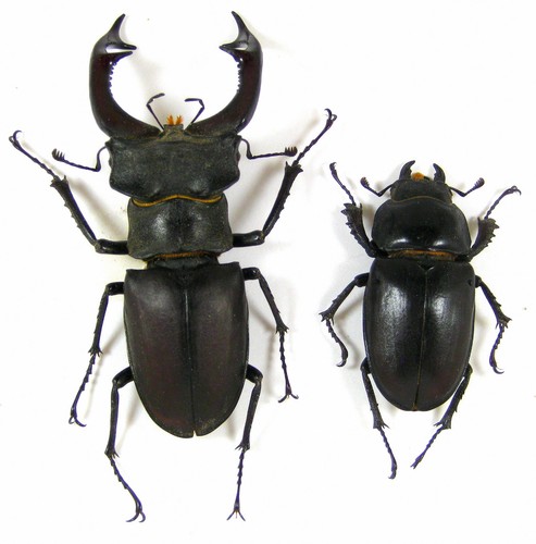 Giant real lucanus cervus - cervus, pair