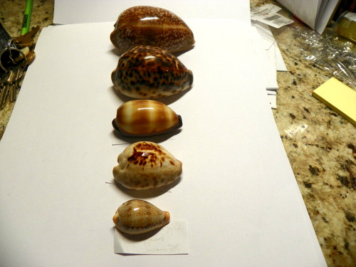 Cypraea set cervus tigris - (,