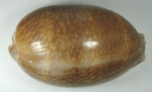 Cypraea cervus 111 38mm - cypraea,