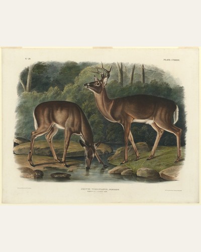 Cervus 8x10 public - 8x10, domain