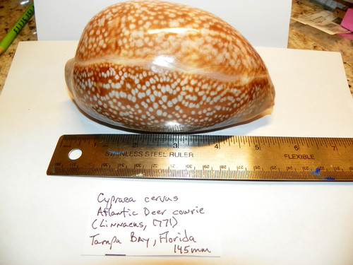Cypraea cervus atlantic - cypraea,