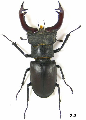 Lucanidae lucanus cervus - lucanidae.,