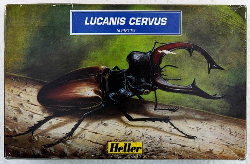 Lucanis cervus stag beetle - lucanis,