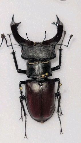 Lucanus cervus from italy - lucanus,